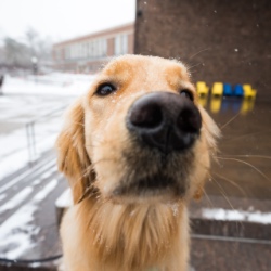 Close up of a therapy dog’s nose on the University of Rochester river campus. 